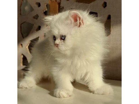 Show british longhair yeni yuvasını bekliyor