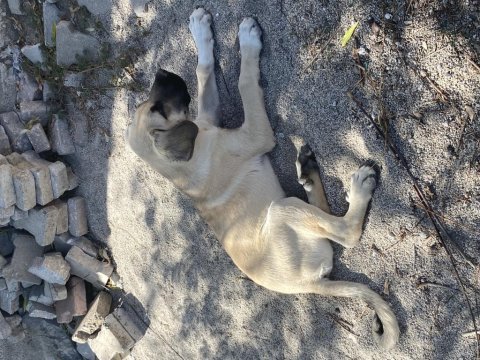 Irk garantili kangal yavrum satılıktır herşeyi tamdır