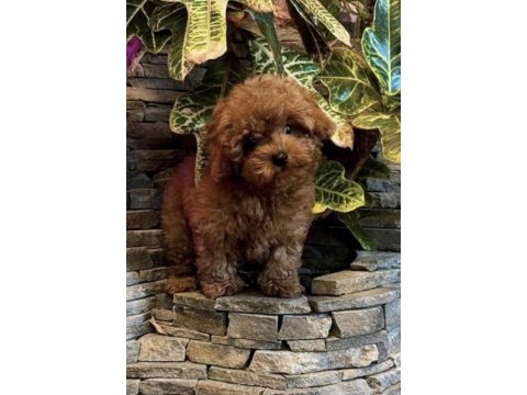 Toy poodle köpeği