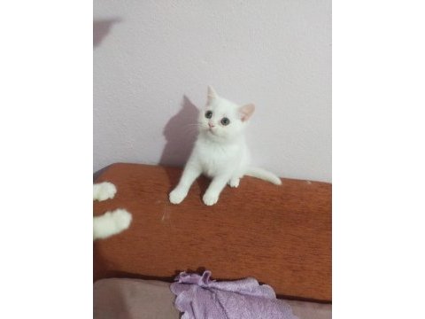 Gitmeye hazır dişi british shorthair kedim