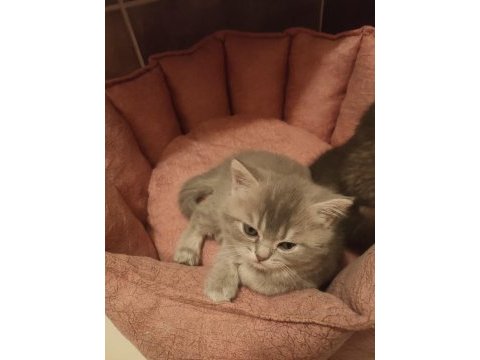 1 ay 20 günlük sılver black tabby british longhair