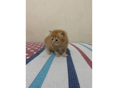 Beyaz gold chinchilla yavrularımız
