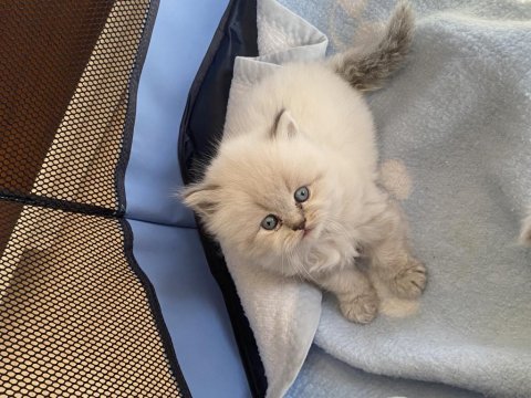 Bir aylık 3 güzel british longhair yavrumuz