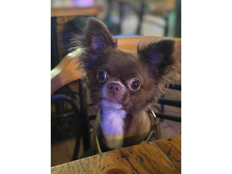 Çikolata longhair chihuahua