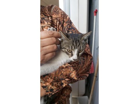 Kedimiz shaky tatlı oğlumuz yuva arıyor