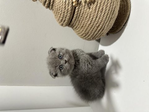British shorthair yavrularımız