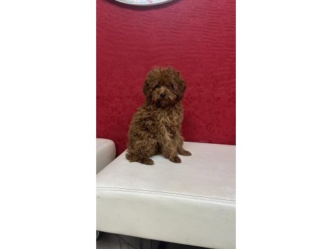Tüm aşıları tam 3 aylık dişi toy poodle