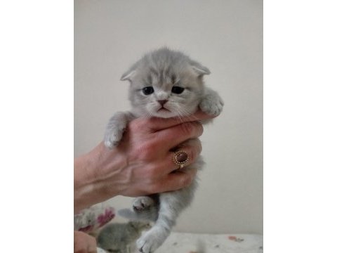 Scottish fold dişi yavrularım