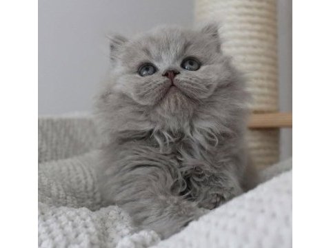 Gri tüy yumağı british longhair