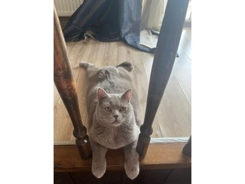 British shorthair cins kedilerimiz