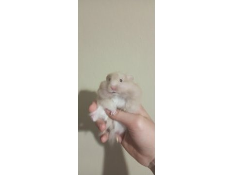 Tatlı kardeş hamster