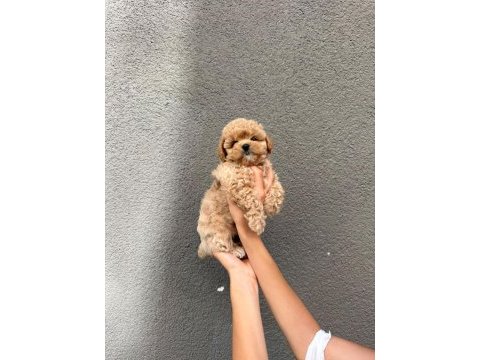 Sağlık ve ırk garantili kore maltipoo