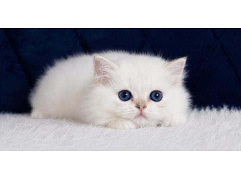 British longhair golden point ny1233