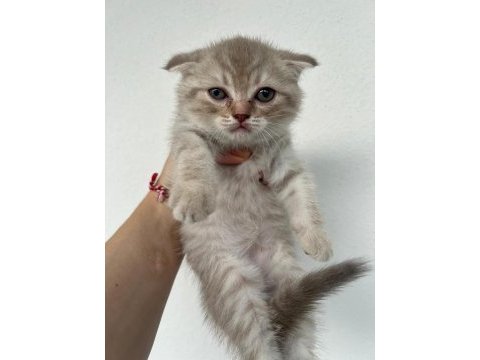 Safkan ve şecereli ırk scottish fold yavru
