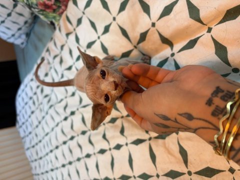 Canadian sphynx yavruları