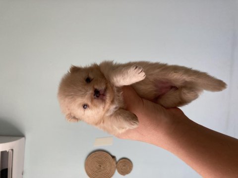 Yetişkin 1 yavrusuyla birlikte verilecek pomeranian