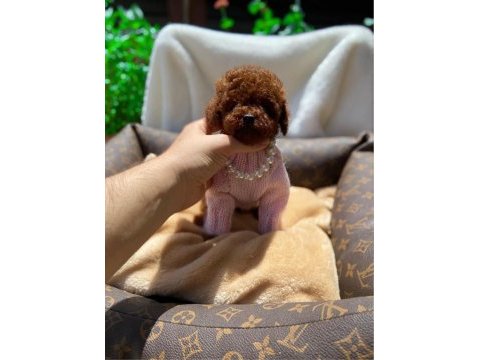 Sevgi tadında kore toy poodle bebekler 