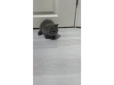 Yeni yuvaları için hazır kediler