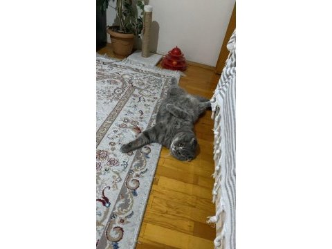 Yakışıklı scottish fold oğluma aynı ırktan eş arıyorum