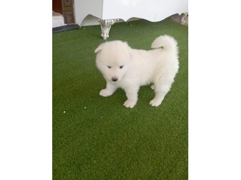 Samoyed yavruları orijinal safkan