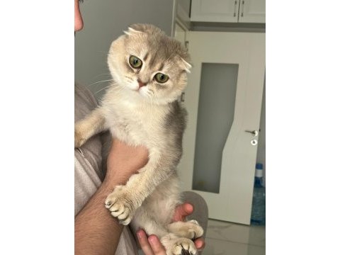 Anne baba secerelı eşyalı scottish fold