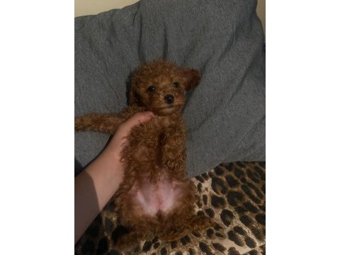 50 günlük poodle bebeklerim