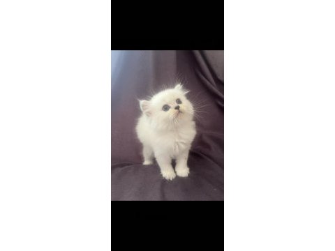 Maviş kar beyaz yavrular british longhair point