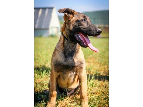 Belçika malinois efsane yavrular