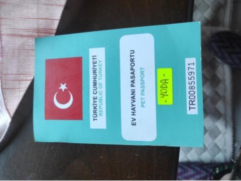Alman kurdu eğitimli