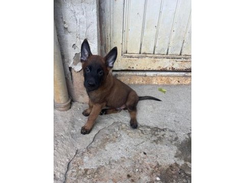A kalite yavru hızlı olan kazanır