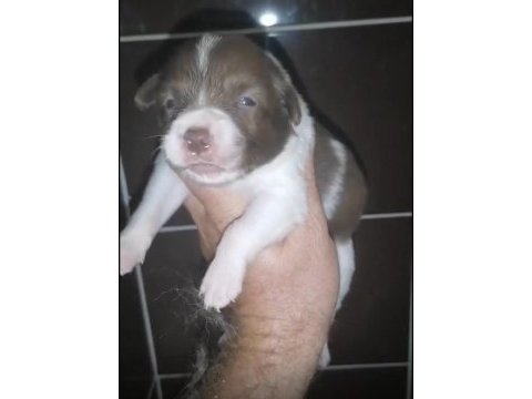 Standart özel renk kızıl her renk border collie bebekler