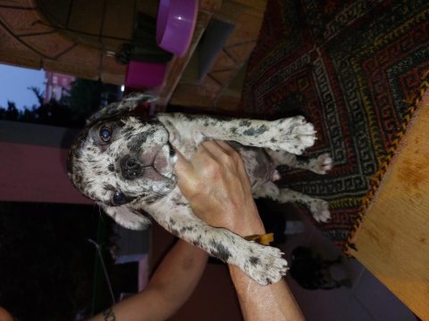 2 aylık fransız bulldog yavruları 7 tane 3 dişi 4 erkek