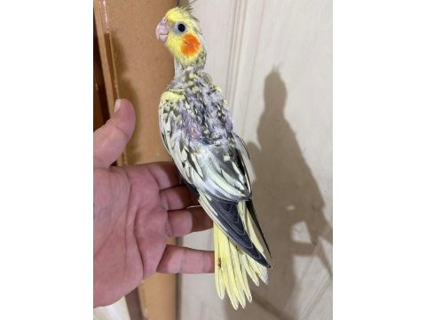 44 günlük harika sultan papağanı bebek
