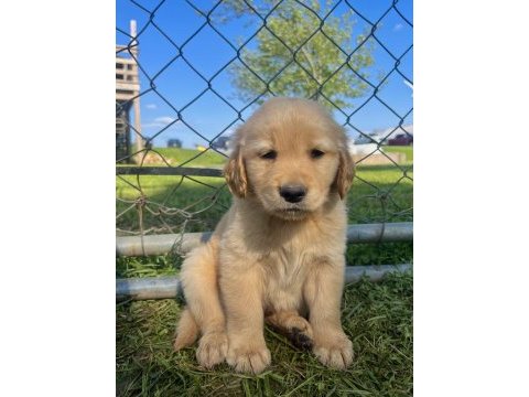 Golden retriever adrese teslim hizmetimiz vardır