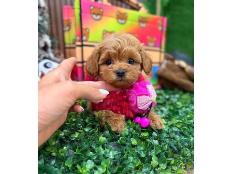 F2 kalite maltipoo bebekler