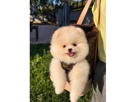 Orjinal pomeranian yavrumuz moi