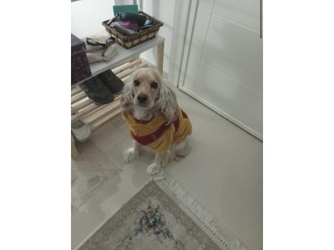 English cocker oğlumuza dişi arıyoruz çiftleştirme