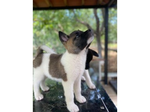 Dev amerikan akita
