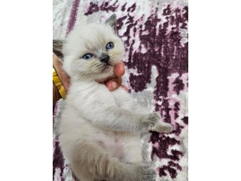 2 aylık tam eğitimli oyuncu şirin british longhair