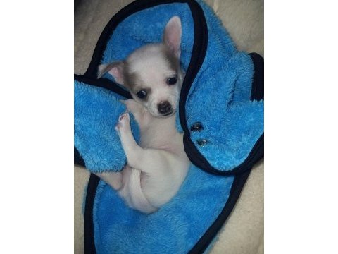 Mini chihuahua