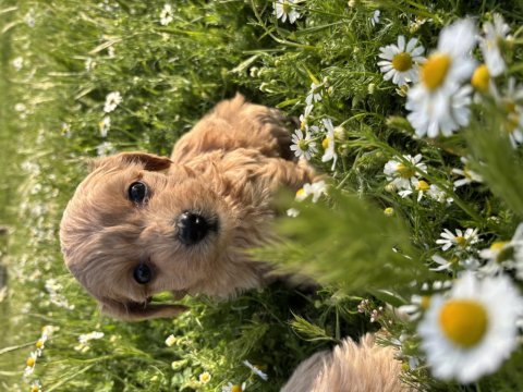 Maltipoo yavrularım