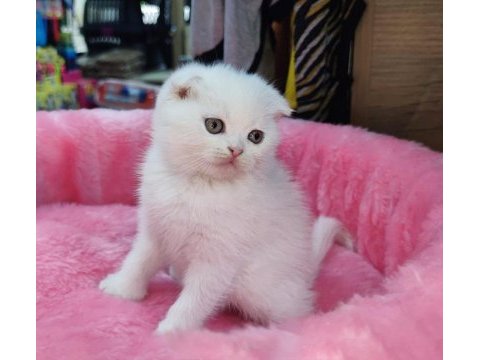 Scottish fold yavru kediler