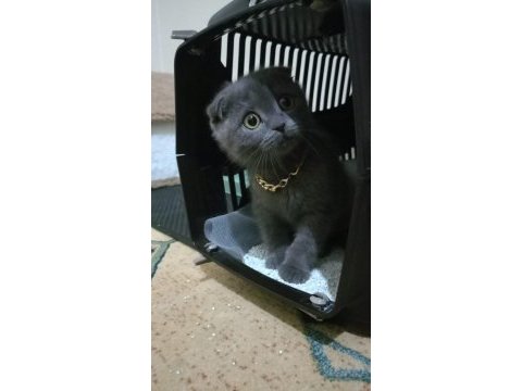 Satılık 5 aylık scottish fold
