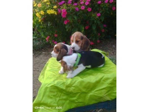 Uygun beagle yavruları