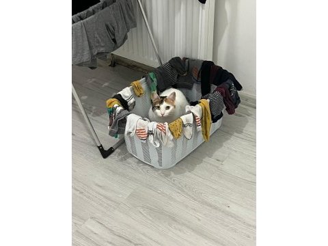 Kısırlaştırılmış kedimize ömürlük aile varmı