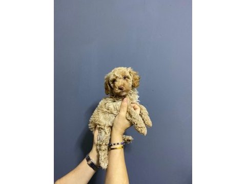 Toy poodle kardeşler