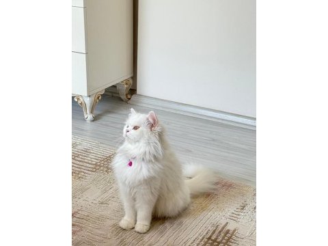 Van kedisi dişi