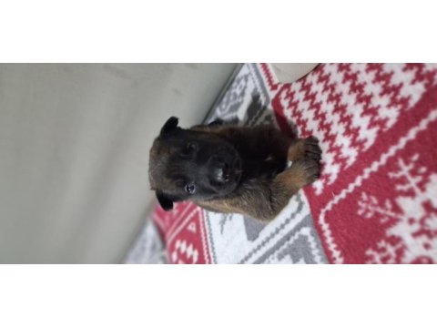 Rezerveye acık safkan belçika malinois yavrular