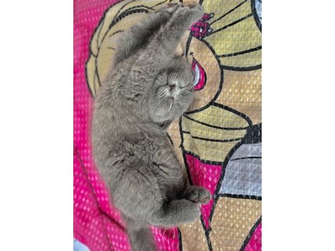 Dumanıma yuva arıyoruz scottish fold