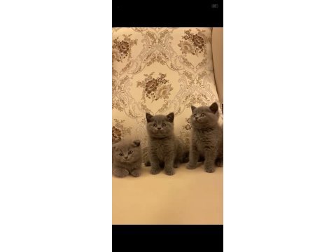 Yetişen alıyor british shorthair